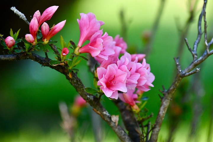 Pink Horns Bloom