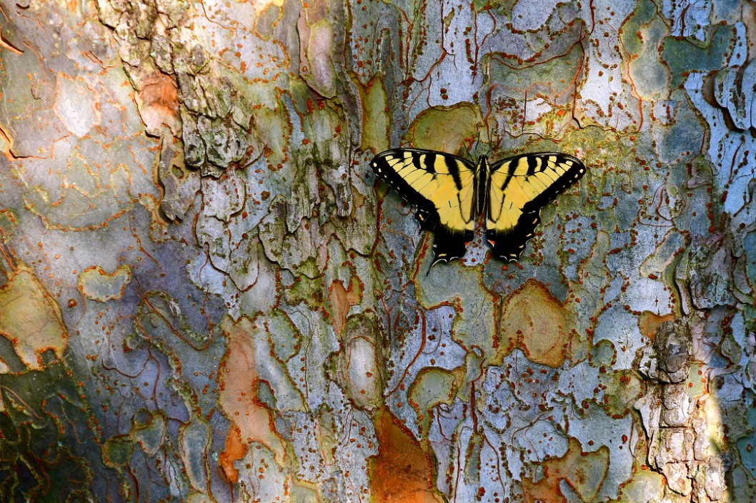 Eastern Tiger Swallowtail Resting on Intricate Tree Bark