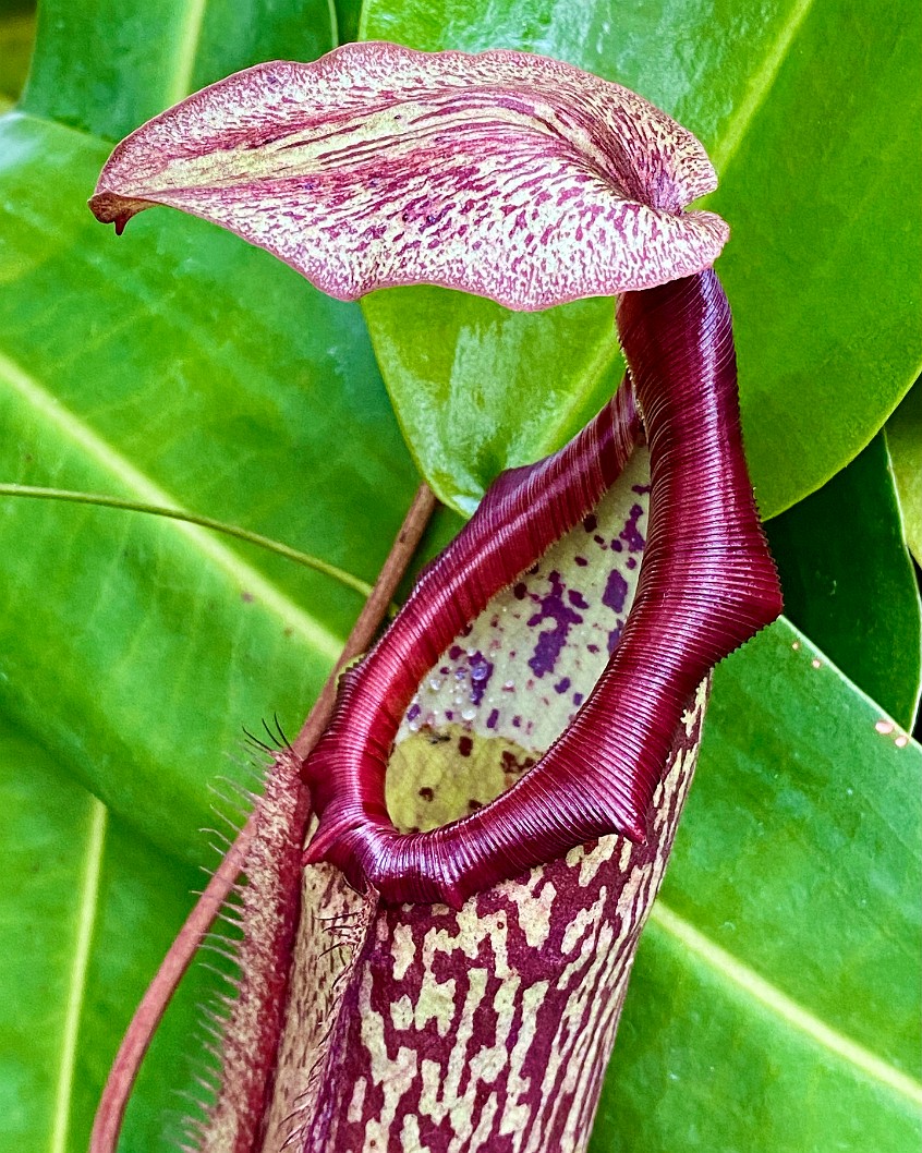 Hungry Pitcher Plant Open