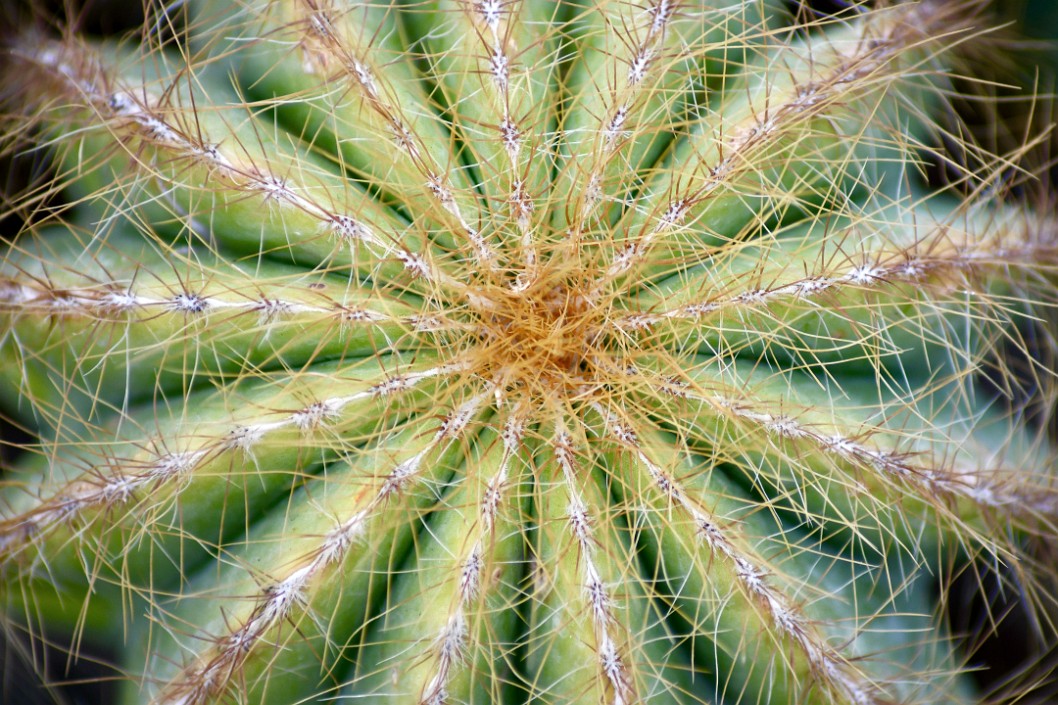 Needles and Lines on a Parodia Magnifica