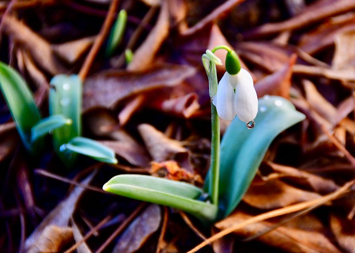 Some Drops on a Snowdrop