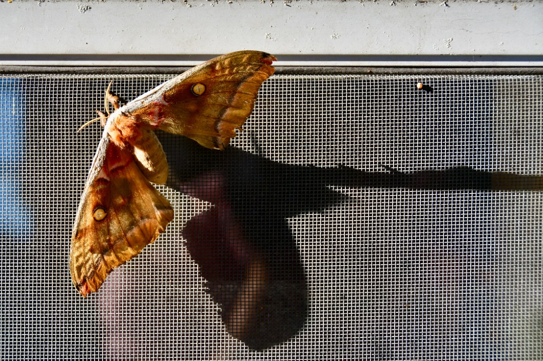 Polyphemus Moth Casting an Angelic Shadow