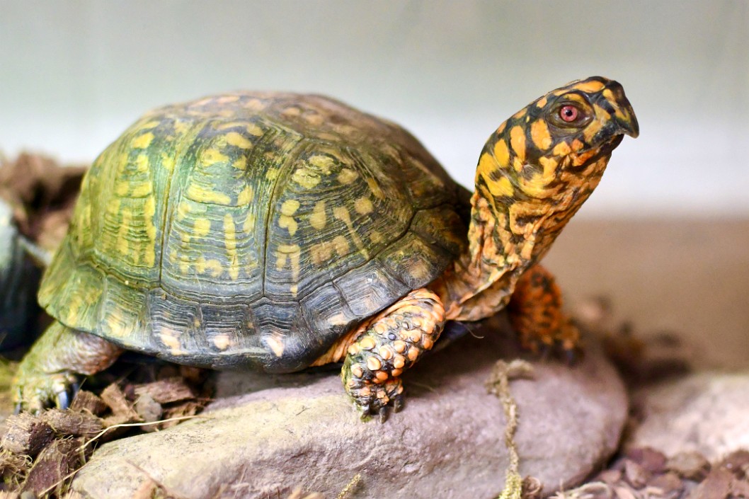 Patterns on a 100 Year Old Male Eastern Box Turtle