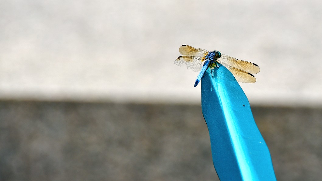 Blue Dasher Resting on a Piece of Dragonfly Sculpture