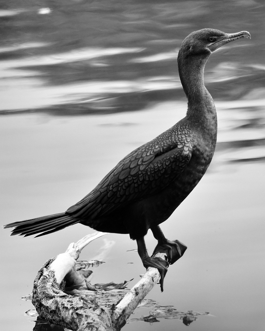 Double-Crested Cormorant Perched for a Moment