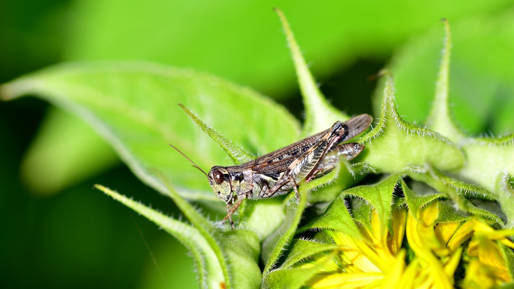 Differential Grasshopper Atop a Sunflower Waiting to Bloom