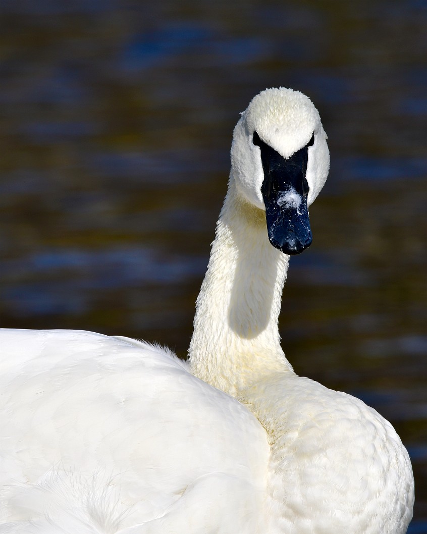 Trumpeter Swan Stare