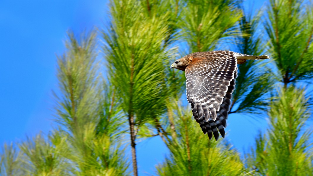 Red-Shouldered Hawk Flying Past the Pine Trees