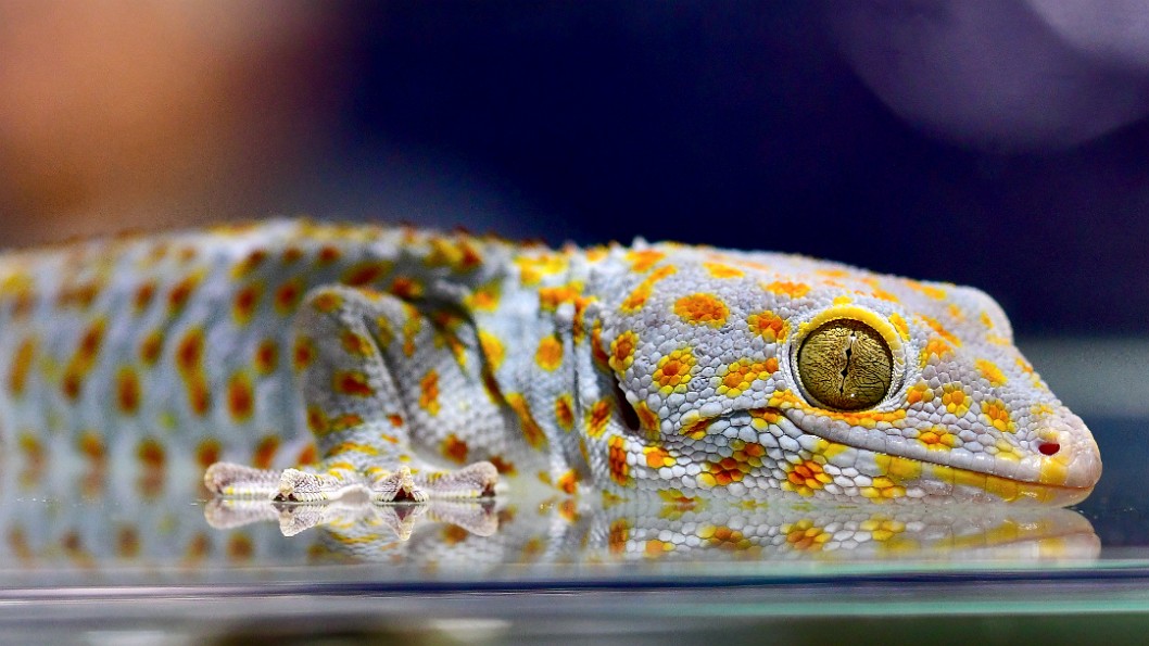 Tokay Gecko at Rest and Reflected