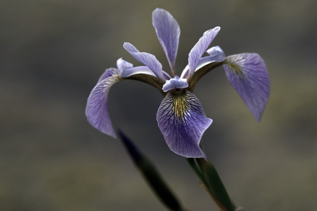 Low Key Iris in a Wetland