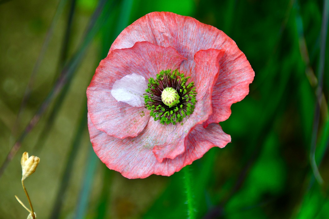 Poppy Bloom (Inspired by Myra Pritchett - Trillium Time)