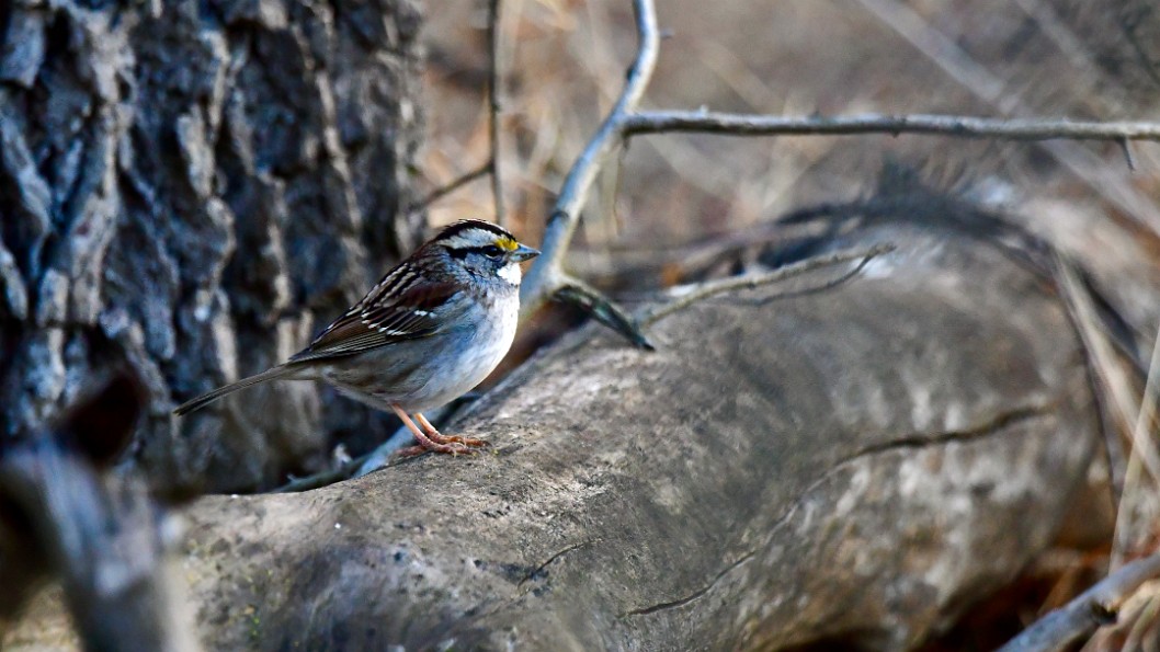 White-Throated Sparrow on a Fallen Tree