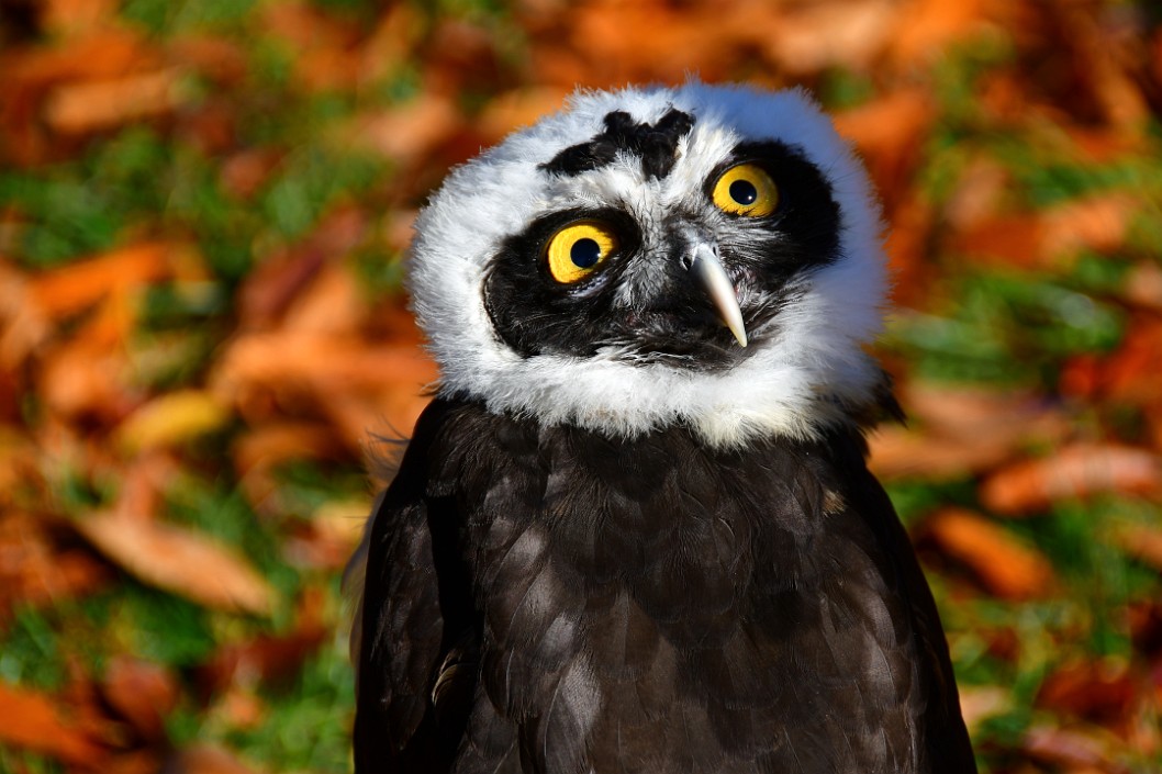Juvenile Spectacled Owl Amongst the Fallen Leaves