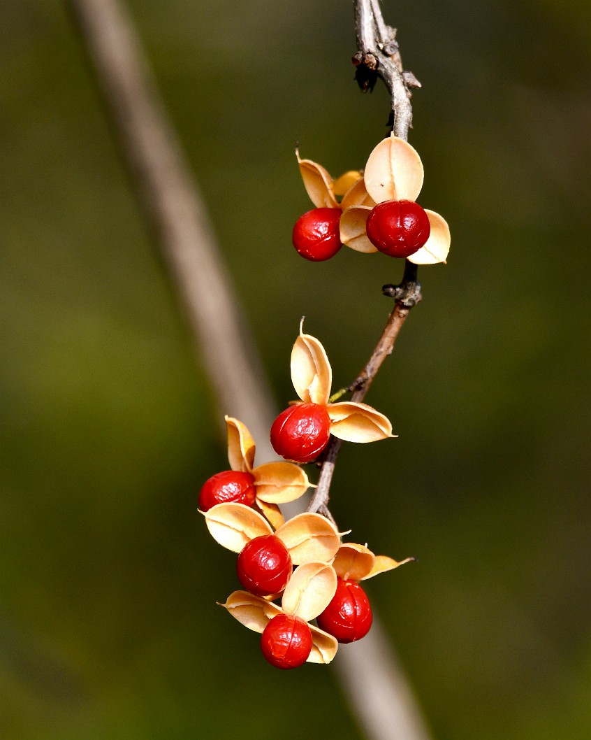 Red Berries Out