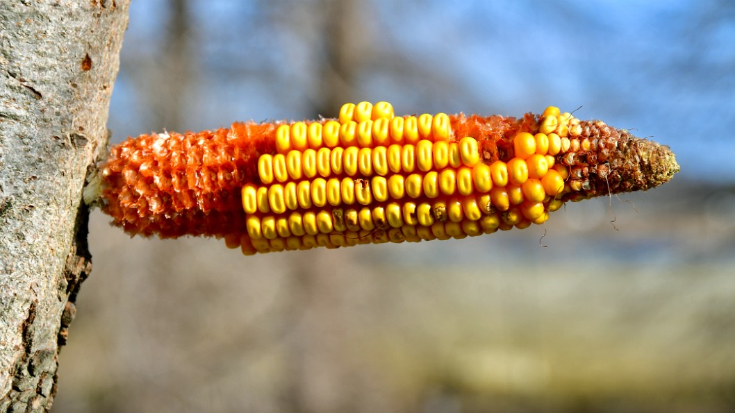 The Corn That Remains