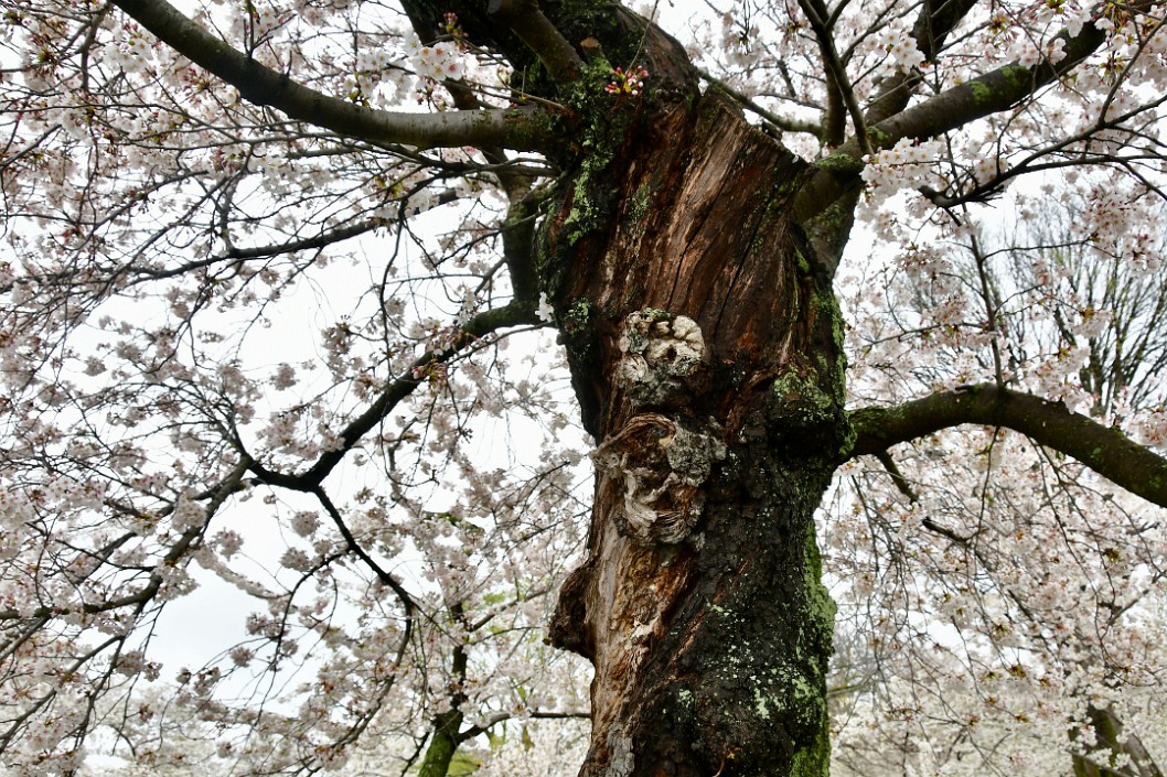 Twisted Trunk and Branches of a Sakura Tree