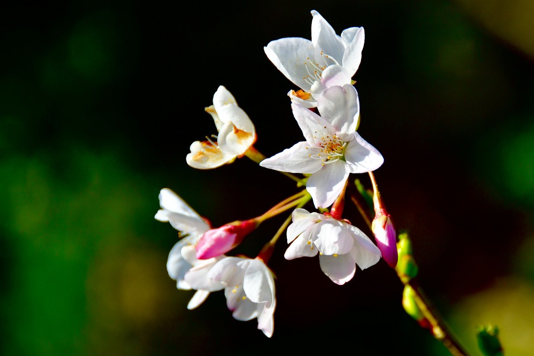 Cherry Blossms Catching the Light