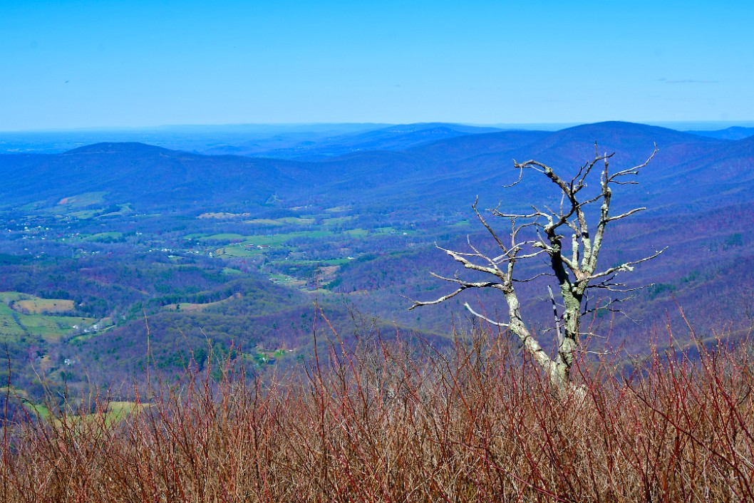 View to the Shenandoah From a Slice of the AT