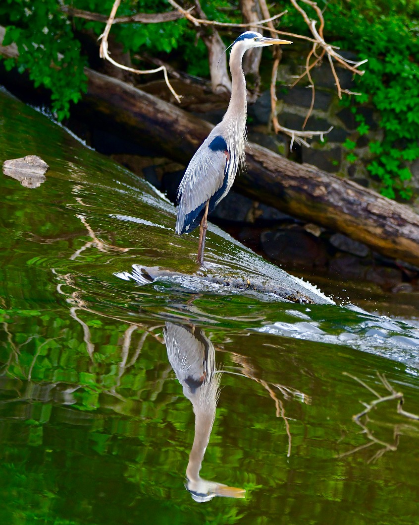 Reflected Great Blue Heron Standing in the Flow 1