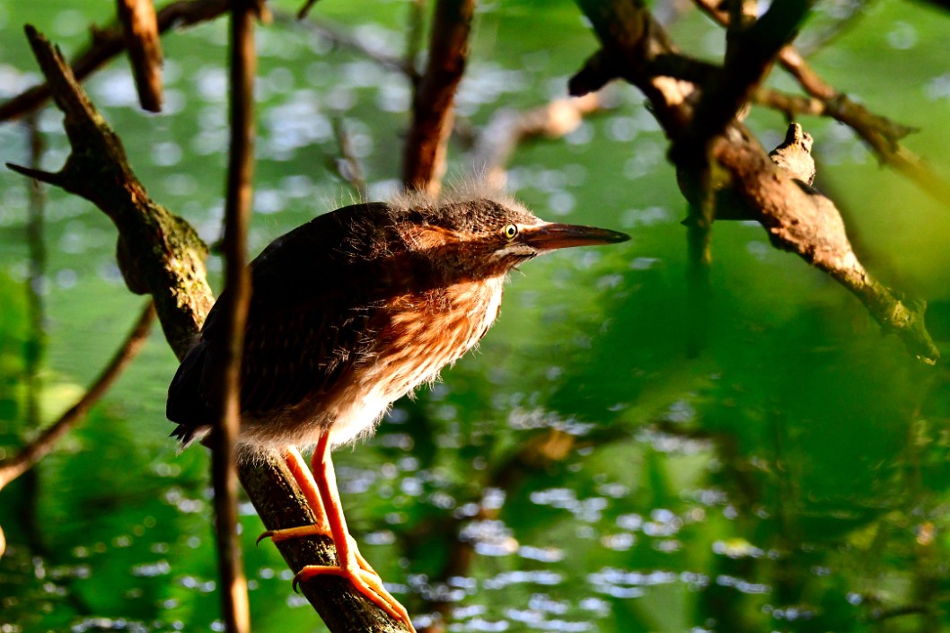 Shadow Bar on the Juvenile Green Heron