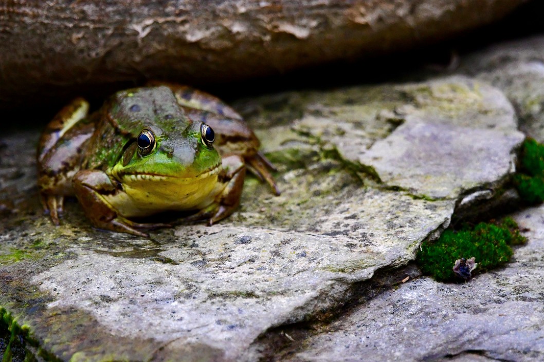 A Green Frog On a Rock Near a Rock