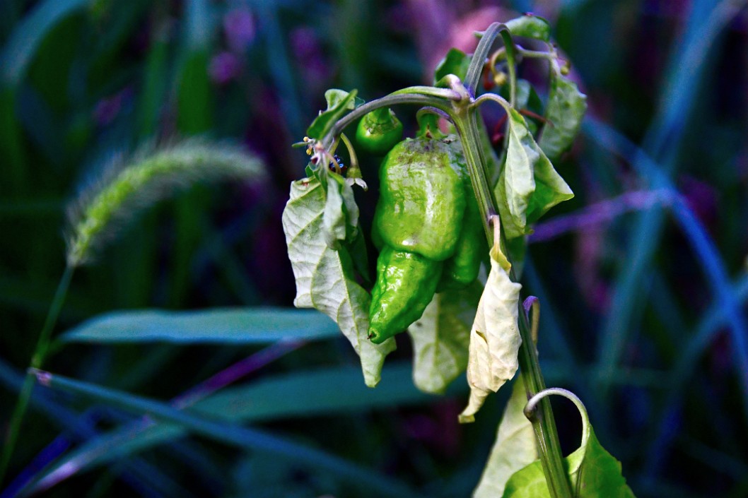 Ghost Pepper Growing under Blue Hour Light