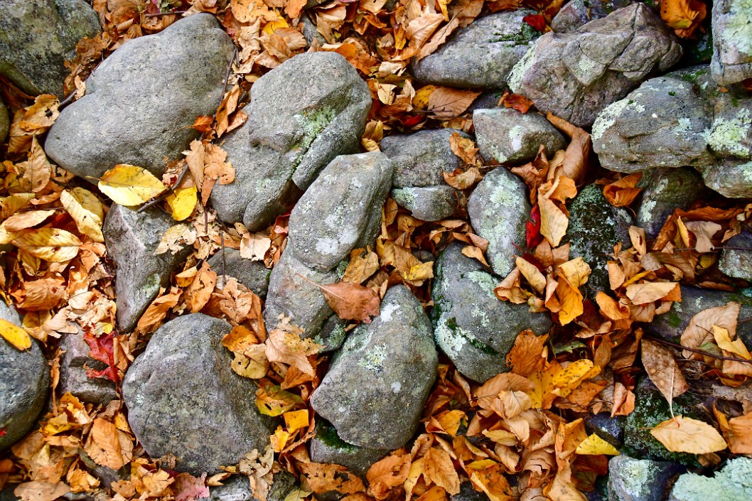 Leaf Fall on a Bed of Stones