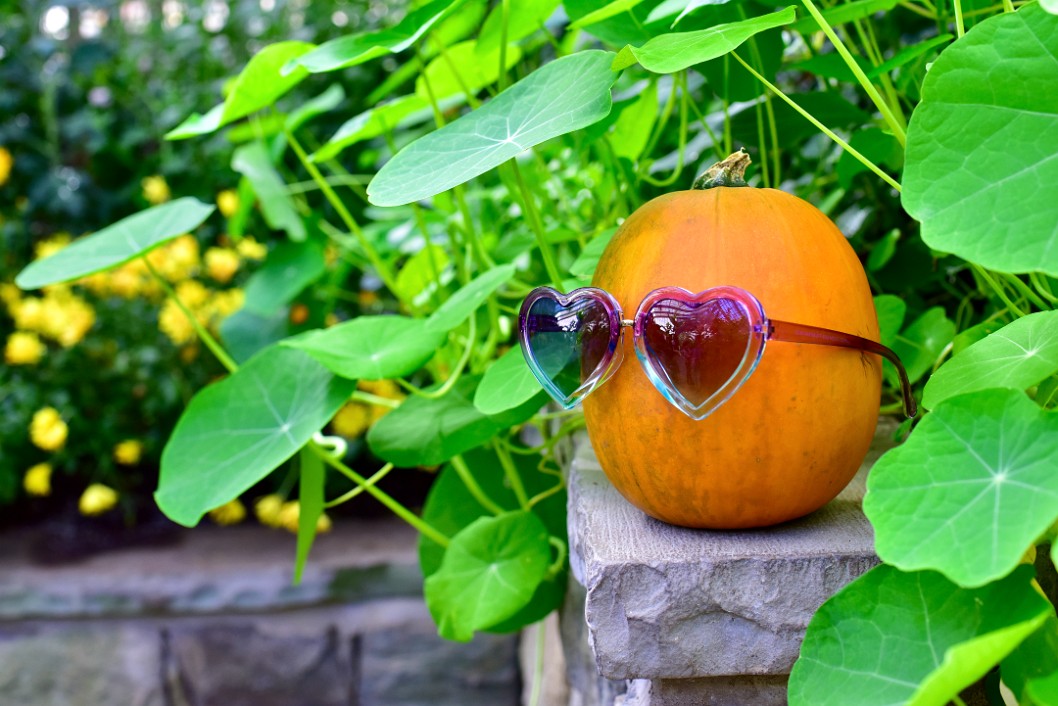 The Coolest Pumpkin