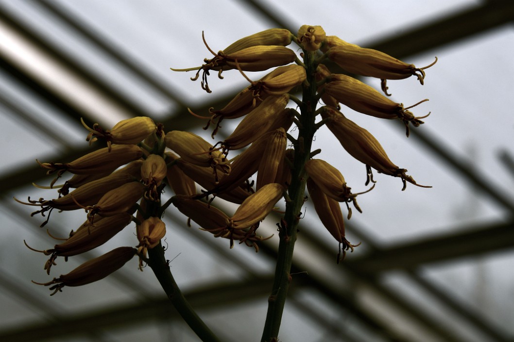 Yellow Flower Pods Against the Conservatory Ceiling