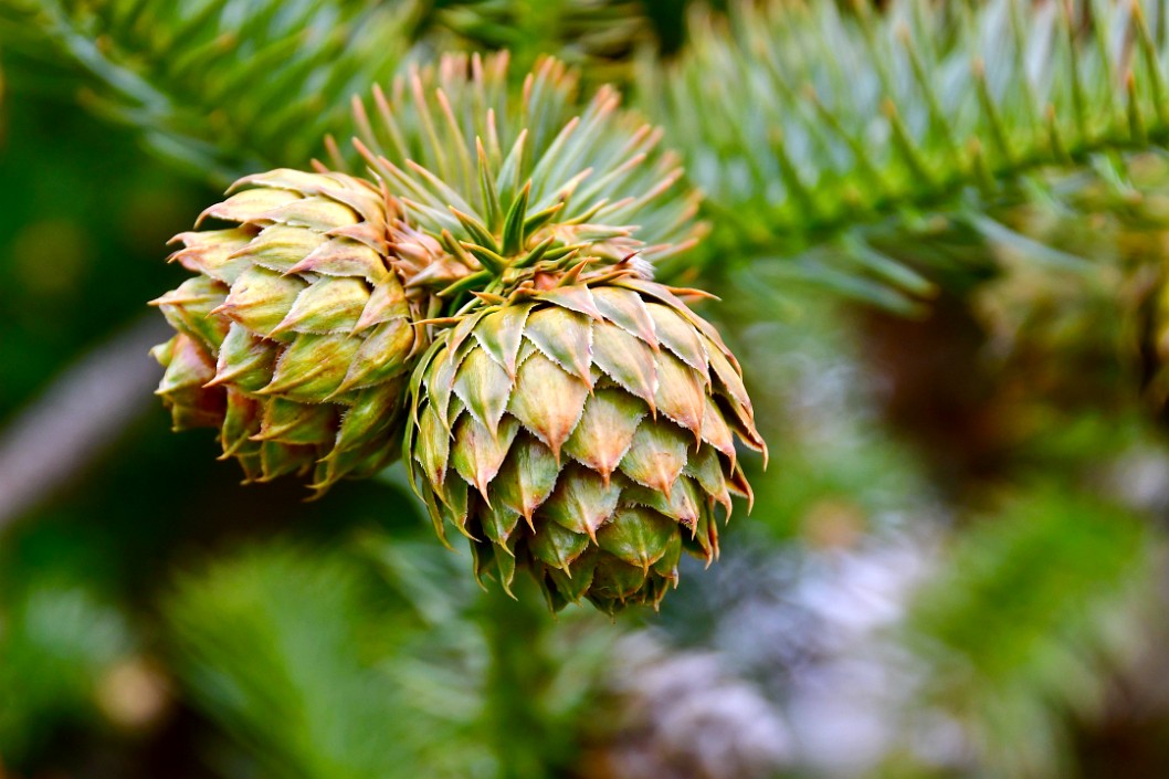 China Fir Cone Duo