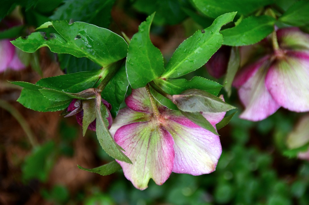 Hellebores Blooming in Winter