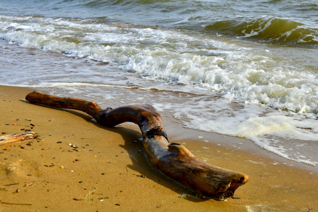 Big Branch Ashore