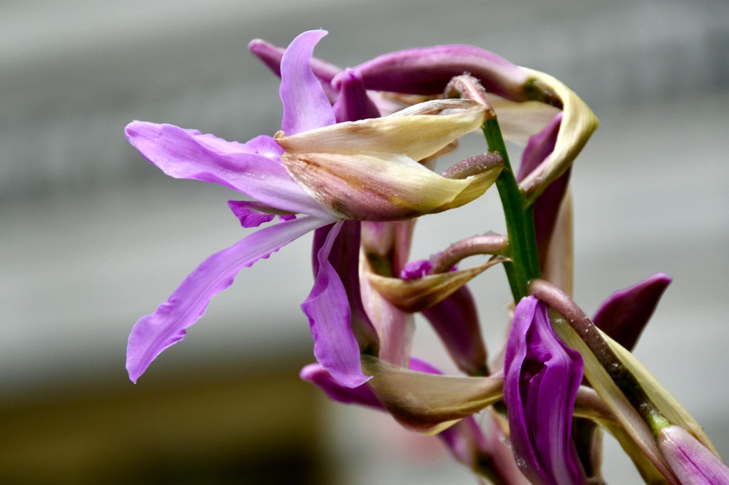 Swirl of Purple and Yellows on Laelia Superbiens Orchids