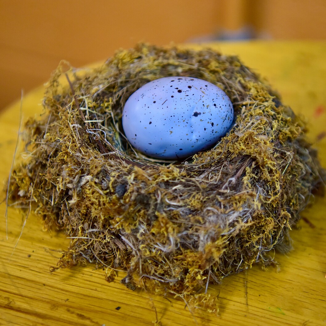 Simulated Egg in an Eastern Bluebird Nest