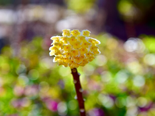 Week 12- Shallow Depth Of Field