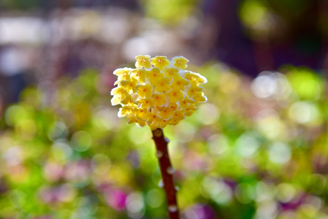 Edgeworthia Blooms Against the Bokeh