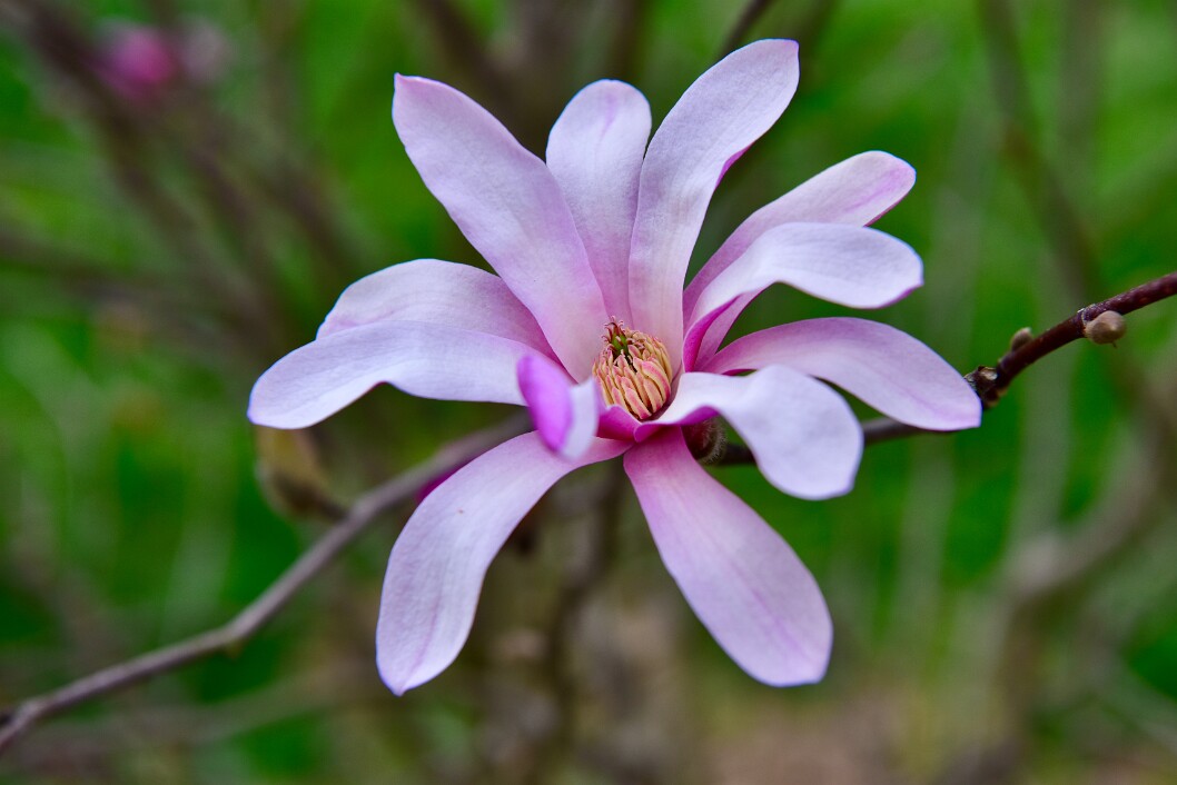 Star Magnolia Welcoming Springtime