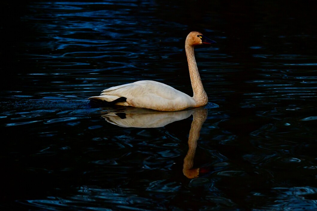 Tundra Swan in Dark Waters
