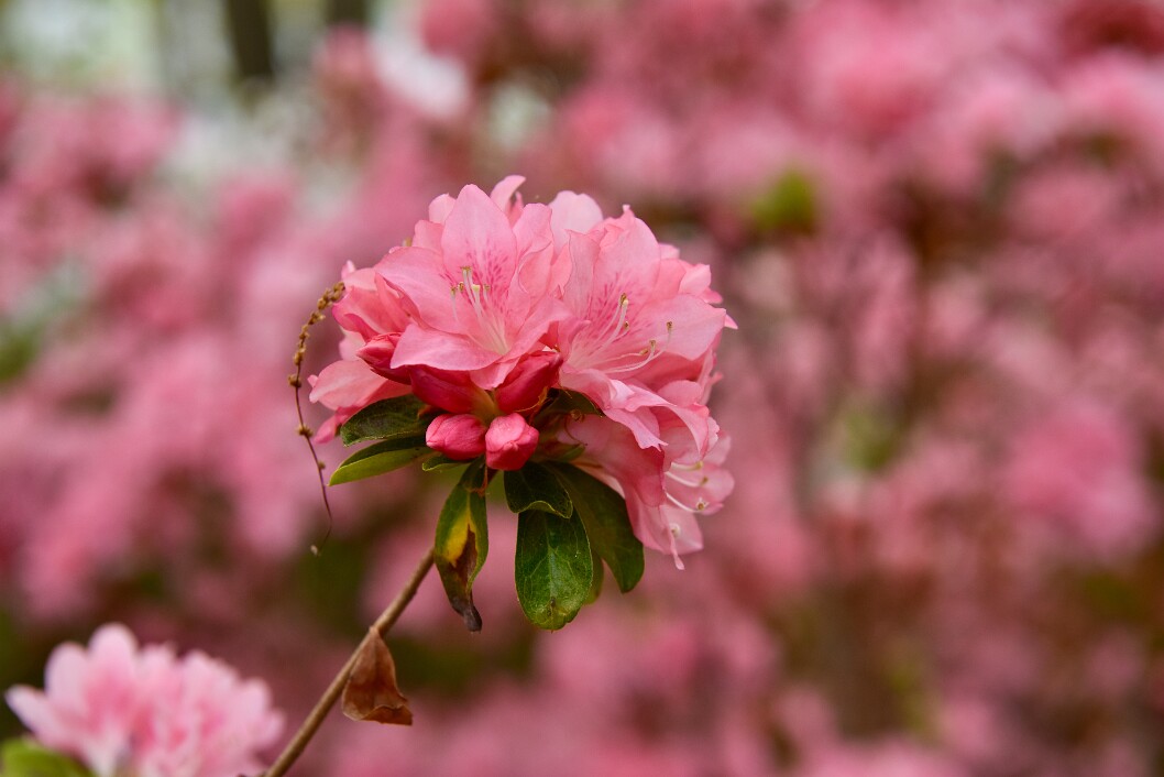 Cluster of Azaleas in Peak Bloom