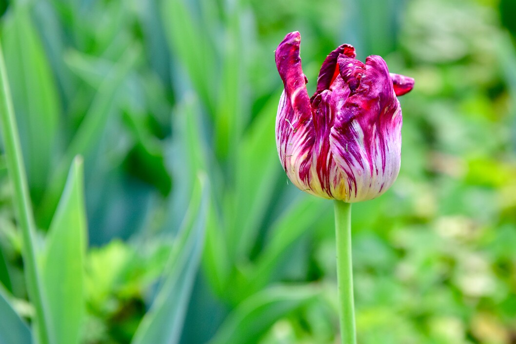 Wilting Tulip With Green Beyond