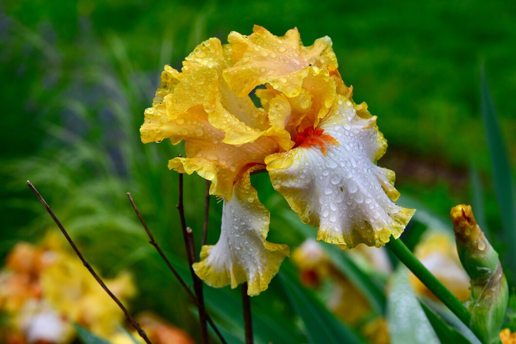 Iris Draped in Droplets 2