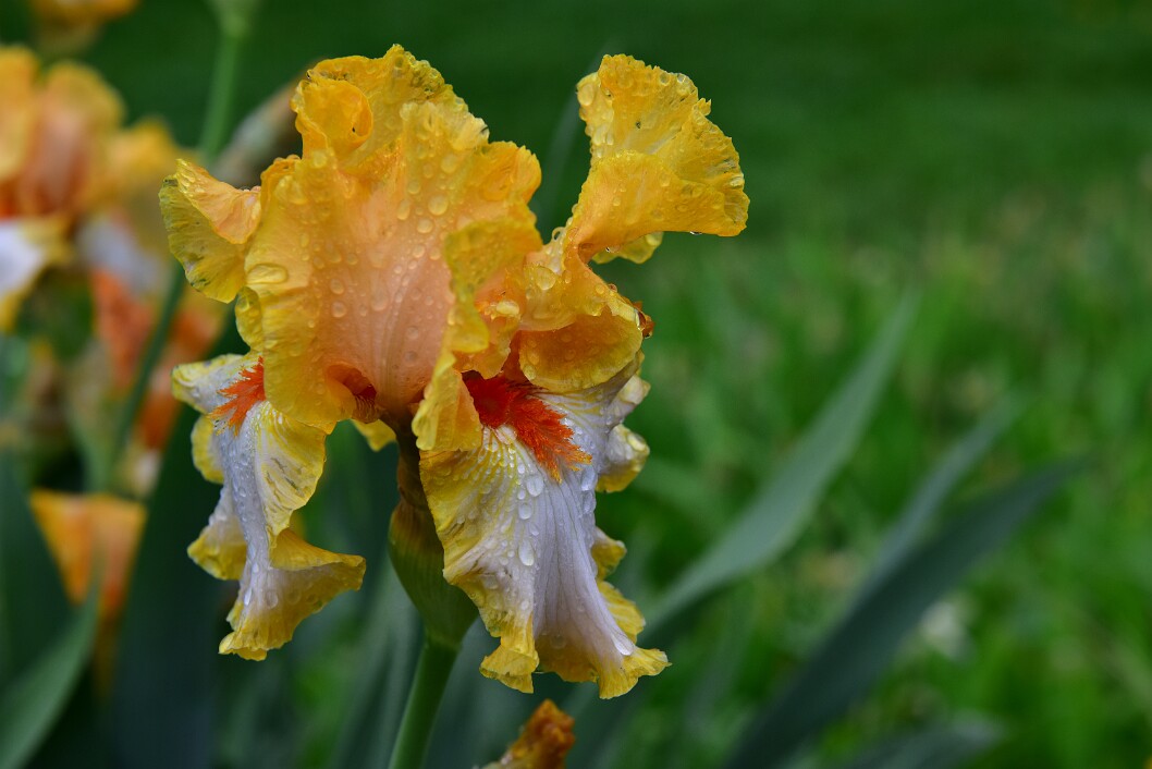 Iris Draped in Droplets