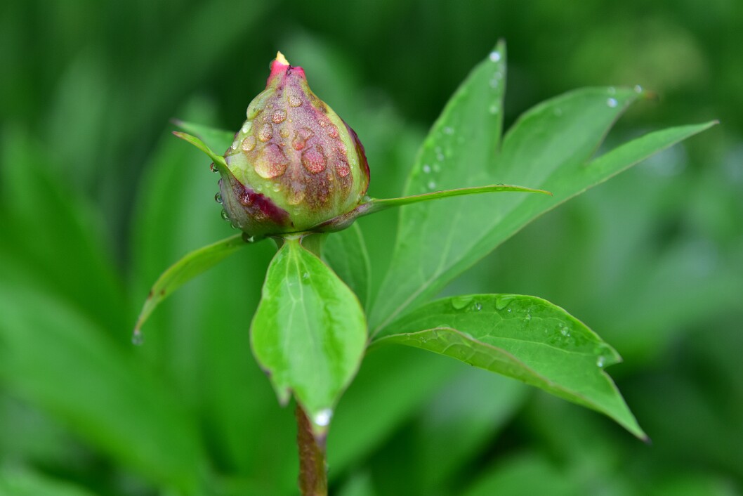 Peony Bud in the Wet