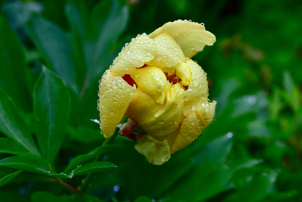 Peony Enveloped in Droplets