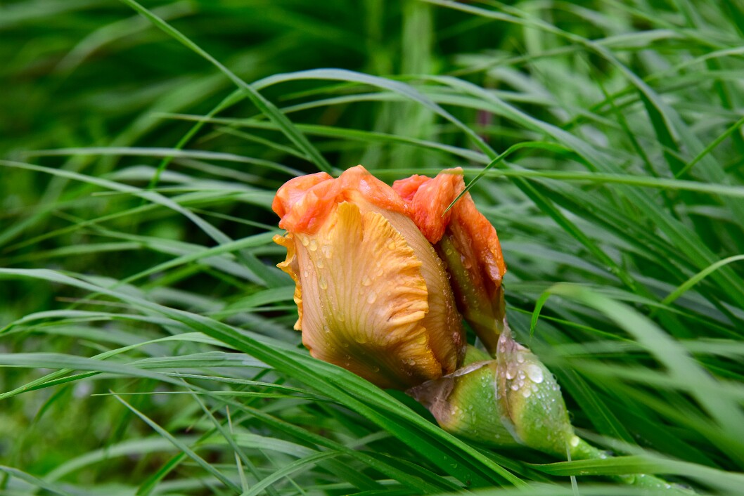 Resting in the Grasses