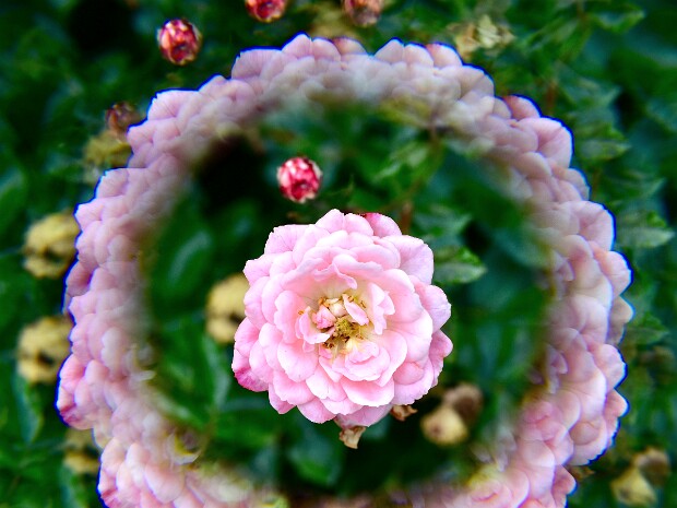 Week 22- Through The Looking Glass