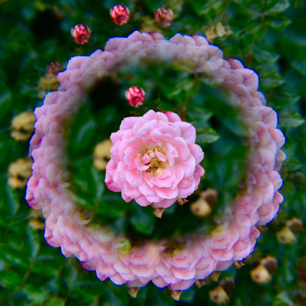 Kaleidoscopic Rose View
