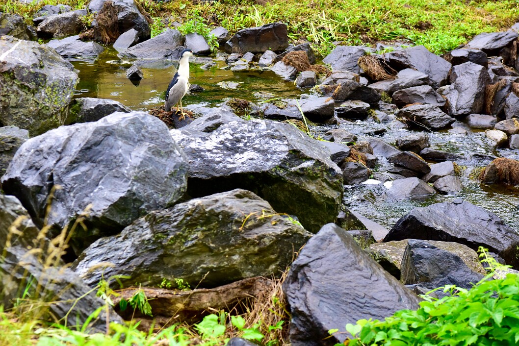 Black-Crowned Night Heron Too Far