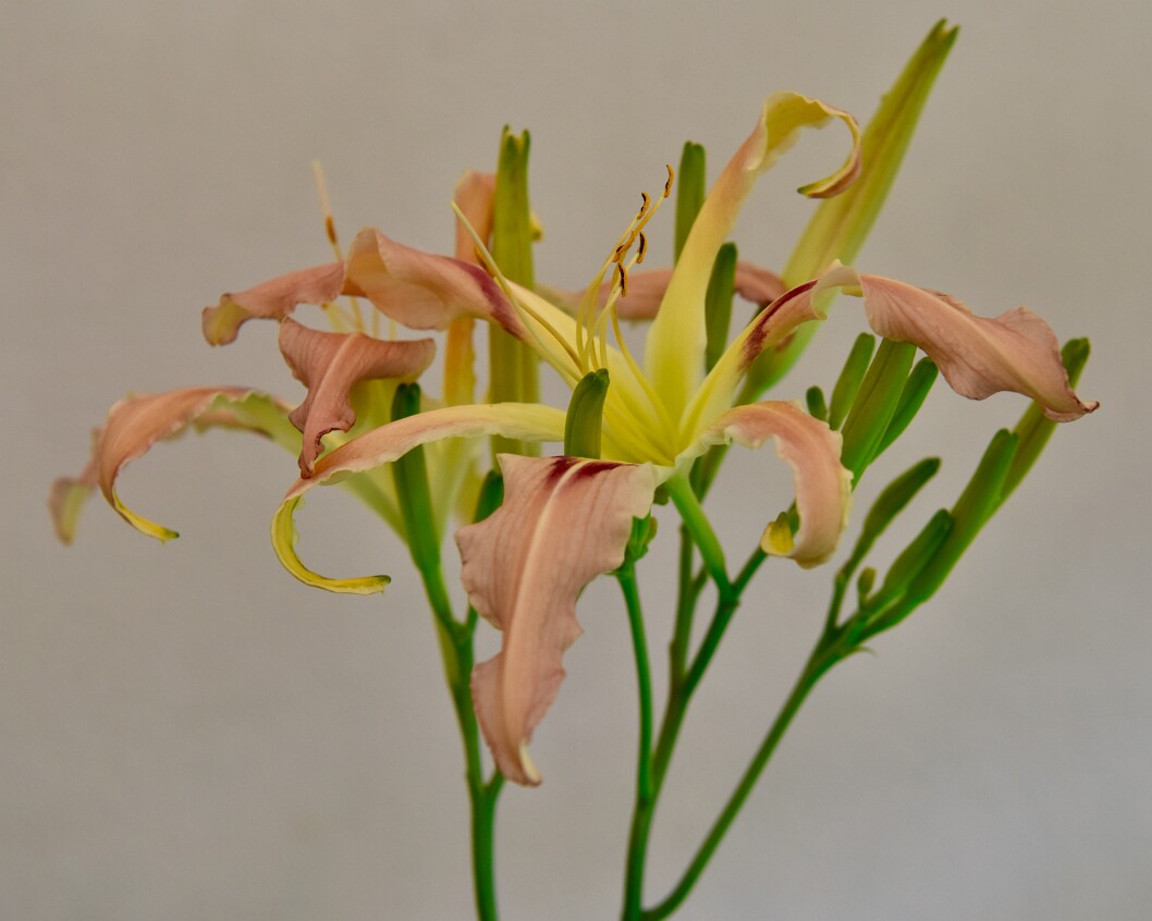 The Fluid Flow of the Mosquito Marsh Daylily