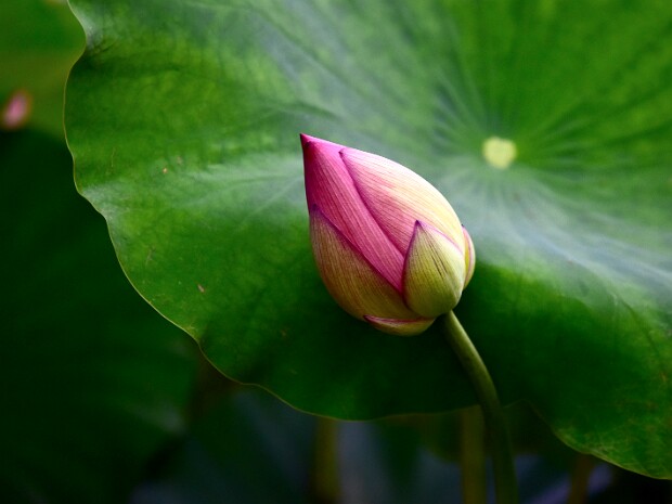 Week 29- Something New